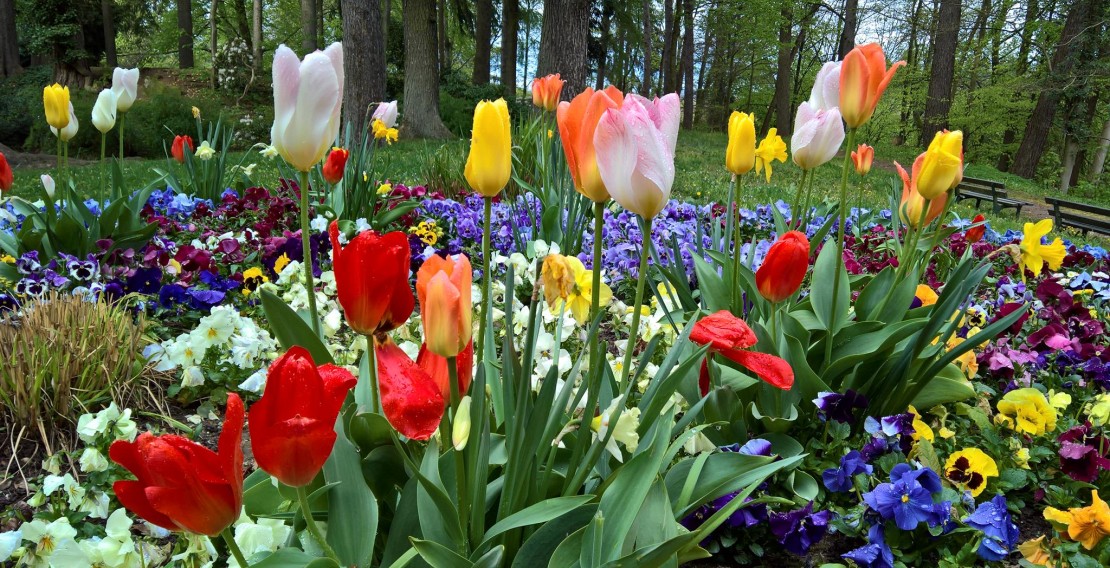 Blühende Parklandschaft: der Neufferpark in Pirmasens. (Quelle: Stadt Pirmasens/Rüdiger Buchholz)